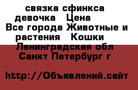 связка сфинкса. девочка › Цена ­ 500 - Все города Животные и растения » Кошки   . Ленинградская обл.,Санкт-Петербург г.